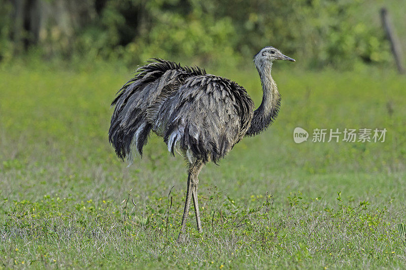 美洲美洲鸵(rhea americana)是一种不会飞的鸟，发现于南美洲东部，在巴西潘塔纳尔发现